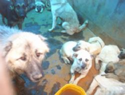 Parayla köpek topladılar